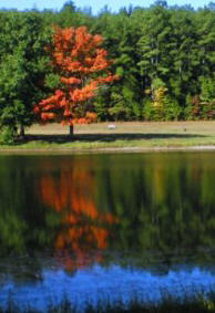 Bernheim Arboretum Maple