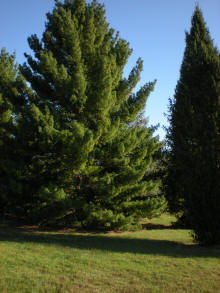 Bernheim Arboretum Norway Spruce