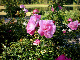 Bernheim Arboretum Roses