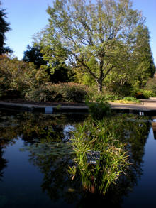 Bernheim Arboretum Pond